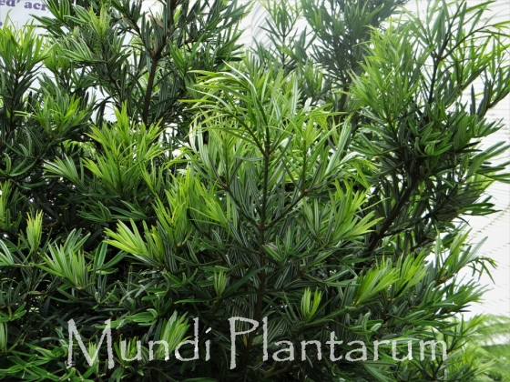 Amentotaxus argotaenia Mundi Plantarum